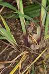 Purple sedge